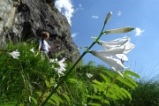 Pizzo Pradella con tanti bei fiori, da Valgoglio (9-7-16) 